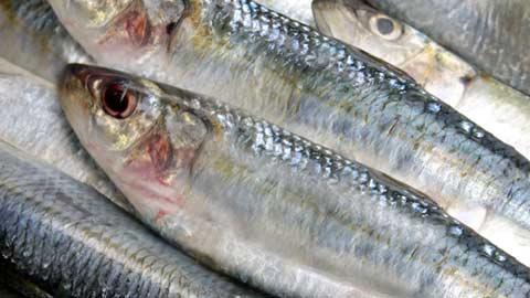 Sardinas